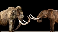 Woolly Mammoth (left) and Mastodons Mammut (right), both went into extinction around this time