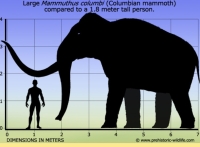 Columbian Mammoth were gigantic, while the ones in Euroasia (Woolly Mammoth) were slightly smaller