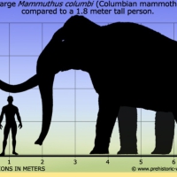 Columbian Mammoth were gigantic, while the ones in Eurasia (Woolly Mammoth) were slightly smaller