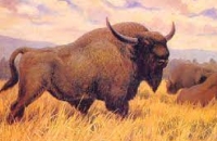 Steppe Bison roamed all over the Northern Hemisphere. In 2016 once was found under the permafrost in Siberia that shows it died of starvation 9,300 years ago 