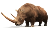 Woolly Rhinoceros, mammoth were common throughout Europe and northern Asia