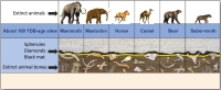 Of about 100 sites that have been excavated and studied, bones of extinct animals have never been found above a layer of black mat, containing nanodiamonds and spherules as indication of a meteor impact and the subsequence wild fires