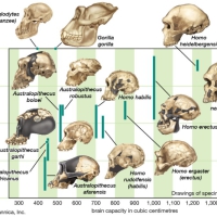 Timeline of different species of Apes versus their relative brain capacity in cubic centimetres (cc)