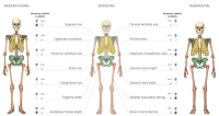 A skeleton comparison of Homo sapiens with Homo denisova and Homo neanderthalensis