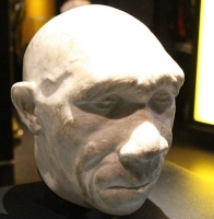 Bust of an Homo heidelbergensis at the Natural History Museum, London