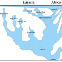 Linear evolution of the Homo genus measured in million of years in Eurasia and Africa