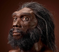 A facial reconstruction of Homo heidelbergensis, a popular candidate as a common ancestor for modern humans, Neanderthals and Denisovans John Gurche