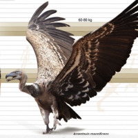 Argentavis Magnificens had a wingspan of 7 meters and must have prey on large animals 