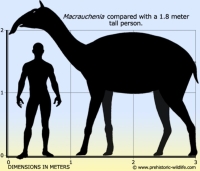 Macrauchenia, ‬also called Long llama‭, went into extinction around this time