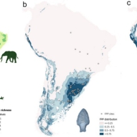 In South America, there is a clear overlapping of Megafauna habitats (a), humans tools for hunting that have been recovered (b) and actual prehistorical sites where humans used to live (c). All that indicates an Overkill effect over the Megafauna