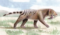 Thylacosmilus was saber-toother, closely related to marsupials, lived in South America and went into extinction approximately 3 Mya