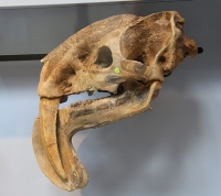 Notice the lower jaw-bone of the Thylacosmilus. Thou his external aspect was similar to that of the Smilodon, there were completely different animals 
