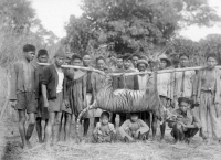 Java tiger, hunted to extinction in the mid-1970. His habitat converted to agricultural land, mostly soybeans to feed poultry. Picture taken in 1941