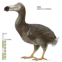 Dodo, a flightless bird the size of a Turkey original from the island of Mauritius. Last specimen went into extinction in 1690, eaten by sailors who were stopping by for snacks during long voyages