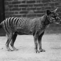 The Tasmanian Tiger, a marsupial predator that lived in Tasmania, went into extinction in 1936 due to excessive hunting and habitat destruction