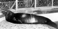 Caribbean Monkey Seal went extinct in the 1950s, they could no longer cope with overhunting by humans in search of their oil to light candles, neither with their fishing grounds being depleted by human over-fishing  