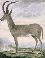 Bluebuck antelope, endemic from South Africa, went into extinction due to hunting, the last known specimen was shot dead in 1799 by Europeans settlers