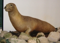 Japanese sea lion, used to be in the northwest Pacific coast, they were extinct in 1970s after centuries of exploitation by humans, using their fatty insulator for oil lamps or their internal organs to make expensive medicines