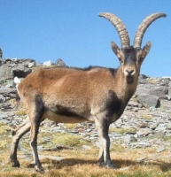 Pyrenean ibex, known as Bucardo, lived in Spain and France, it could not compete with domestic goats, cattle and horse introduced by humans in the high mountain pastures. It last specimen died in the year 2000 by a fallen tree