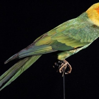 Native from North America, the last Carolina parakeet died in 1918…in the same cage as the last Passenger pigeon had died. They were extinct due to deforestation in order to plant cotton and hunting for its colourful feather to decorate female hats of the