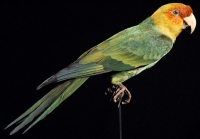 Native from North America, the last Carolina parakeet died in 1918…in the same cage as the last Passenger pigeon had died. They were extinct due to deforestation in order to plant cotton and hunting for its colourful feather to decorate female hats of the