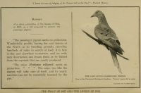 Native from North America, the last Passenger pigeon died in 1914. They were extinct due to deforestation in hunting for feeding and to use its feather for beds fillings and pillows. One of the sadness entries in our list of extinction events 