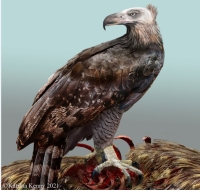 Haast’s eagle lived in New Zealand, and went extinct in the 1400 by pressure from Homo sapiens