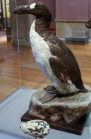 The Great Auk, from North Atlantic, hunted to extinction for its feathers. In 1775 you were publicly flogged to hunting this flightless bird, but in spite of similar protections in went extinct about 1850 