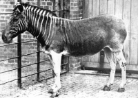 Quagga, a subspecies of Zebra, endemic to South Africa, was hunted to extinction by European settlers. The last specimen died in Amsterdam’s zoo in 1883