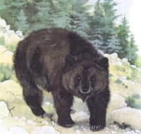 Atlas bear, the only African bear subspecies to survive into the recorded history era, were hunted for sports during the Roman Empire, who starve and treated the animal with cruelty to increased their desperation and aggression. The last Atlas bear was ki
