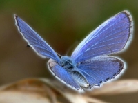 Xcerces Blue Butterfly, extinct since 1941, the first insect on record to be extinct by human’s actions in North America