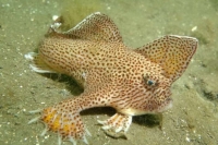The Smooth Handfish, endemic to the Australian coast close to Tasmania, was declared extinct in 2020. Living exclusively in the seabed, this fish was prone to the destructive power of dredging, heavy metal contamination of the sea floor and pollution