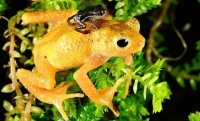 Kihansi spray is a small toad endemic to Tanzania, it is extinct in the wild and you can only find it in captivate and zoos. Its habitat was destroyed by the creation of a river dam in 1999