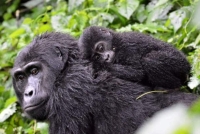 Mountain Gorilla, less than 1,000 individuals left. Scientists are worried because of their low generic diversity, females only give birth once every 4 years