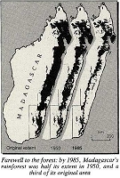 Evolution (or rather said involution) of the rainforest in Madagascar where the Lemur lives