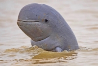 The Irrawaddy dolphin in the Mekong River, Cambodia, only 92 left. All dolphins species adapted to live only in rivers are face with extinction due to dams construction, boat traffic, overfishing, river heavy metal pollution, etc