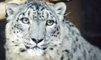 Snow leopard, evolved to live in the hardest conditions of our planet, is affected by poaching, loss of habitat and climate change. Only 6,500 individuals left