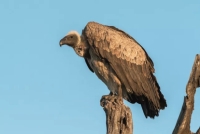It doesn’t help to look ugly nowadays. The Vulture, having a bad name for being a scavenger and due to movies have been reduced to only 9.400 individuals worldwide