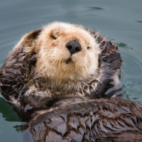 Sea Otter, the not-so-well-known the 2nd mammal in the Oceans after the whales, has always been heavily hunted for his fur. Nowadays, poaching, oil spillages and habit lost meant a population of only 3,000 individuals and diminishing  