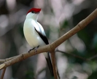 A male Araripe manakin, lives in Brazil. Mostly due to deforestation to plant soya beans to feed our KFC and Nandos chicken, this bird has become the rarest in the world. Only 500 of them left