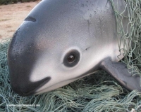 Vaquita, endemic from Gulf of California, is expected to become extinct in 2022. Due to illegal fishing, and we humans catching all the food in the sea leaving nothing left for them, there are only 10 individual left