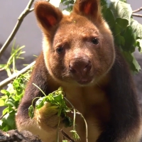 Due to overhunting, human encroachment and disappearance of rain forest, there are only 55 individuals left of the Goodfellow’s tree-kangaroo, a marsupial endemic from Papa New Guinea. Genetic meltdown has already kick in into the population