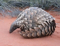 Pangolin, the only known mammal with protective ‘nails’ around their skin, have lived on Earth, their planet, for the last 80 million years. Now, humans are eating them, poaching, and nobody knows for sure how many individuals are still left alive